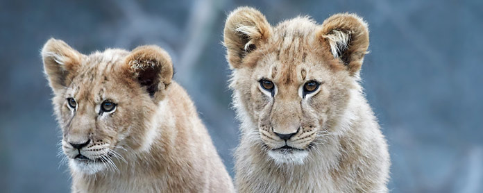南非旅遊新規 禁止人與野生動物互動 業主正反聲浪四起