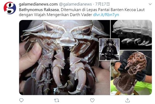 新種海蟑螂出現！酷似星際大戰「黑武士」